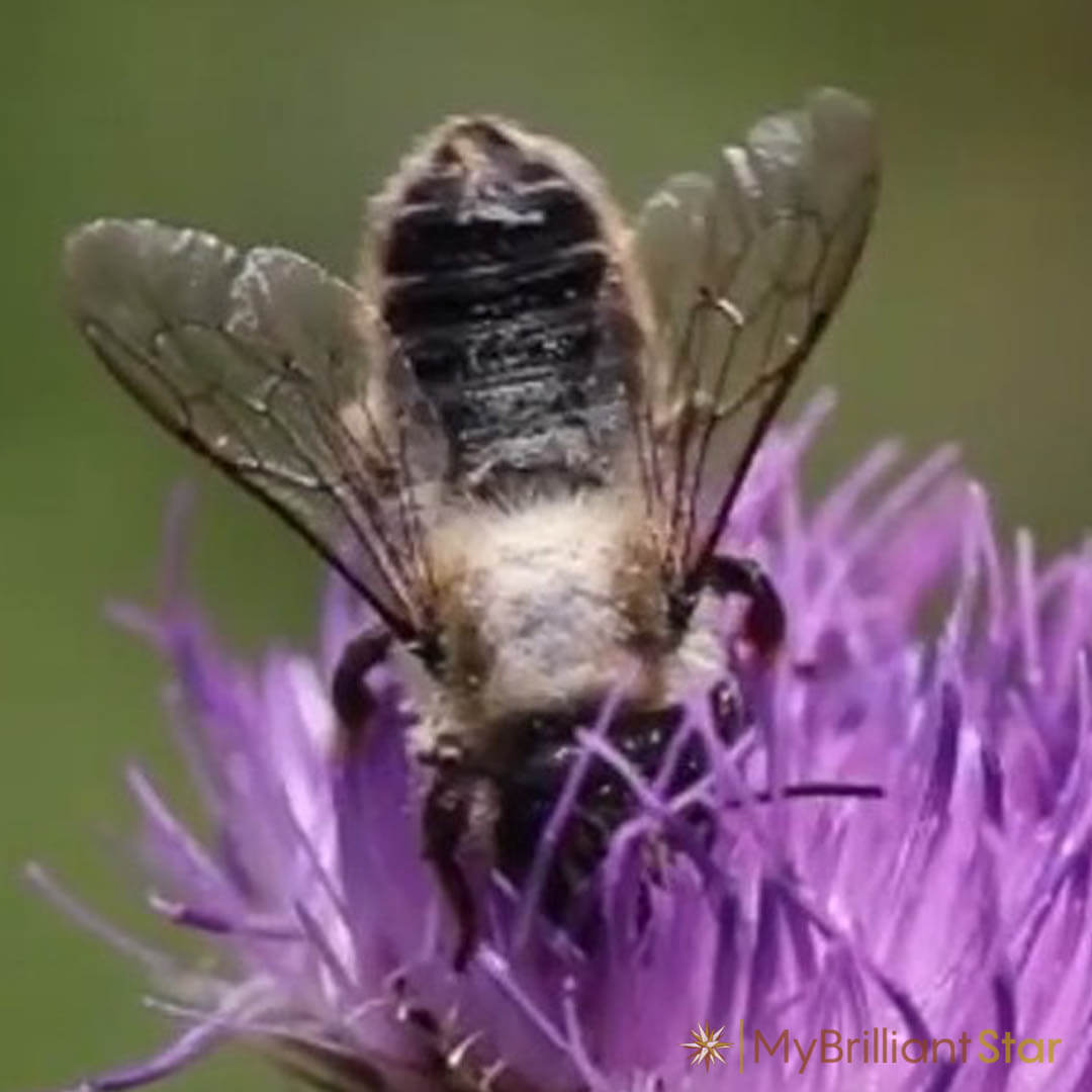 Original Herrnhut paper star, "NATURE Edition Kapmargarite", ~ 60 cm / 24 inch ø