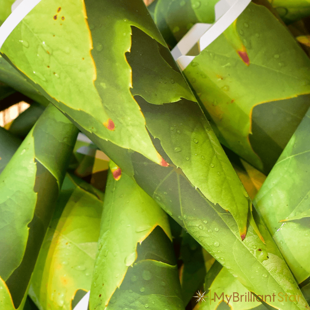 Original Herrnhut paper star, &quot;NATURE Edition Weinlaub&quot;, ~ 60 cm / 24 inch ø